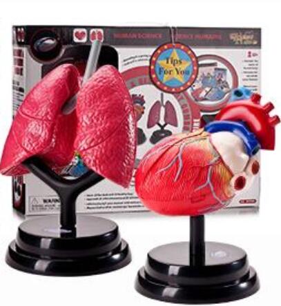 전문 과학 인체 의학 생리학 해부학 구조 심장 호흡기 시스템 장난감 럭셔리 모델